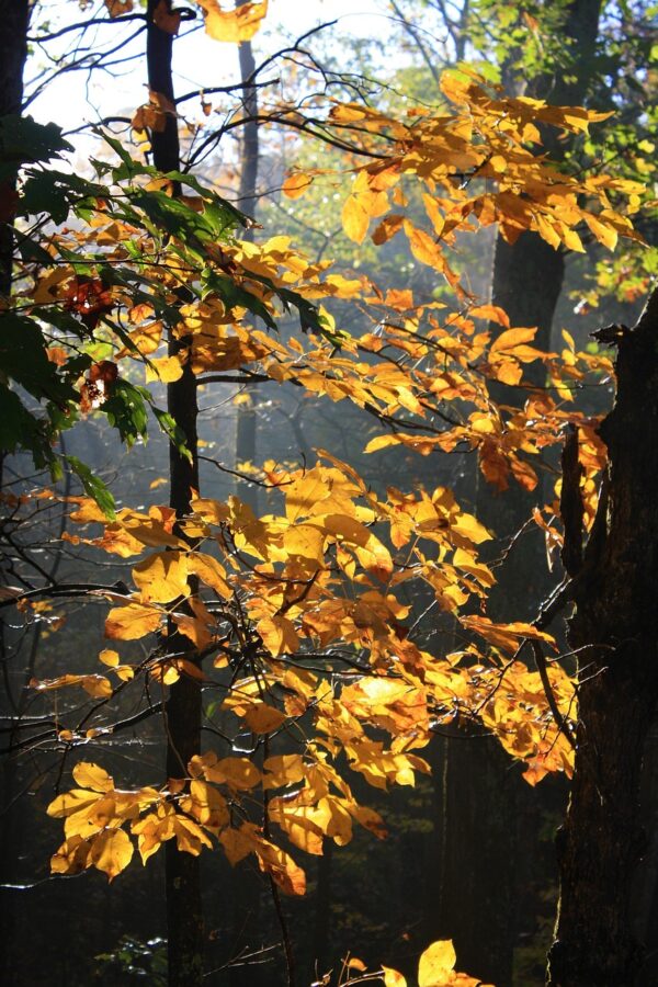 golden leaves of the hickory tree in a forest