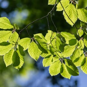 green leaves on a branch of the American hornbeam tree