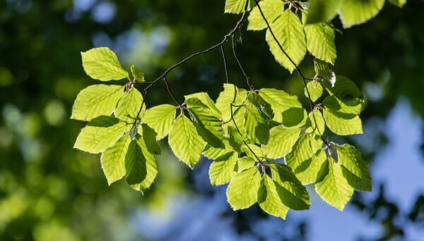 green leaves on a branch of the American hornbeam tree