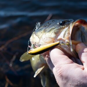 Largemouth bass fish being held by man's hand