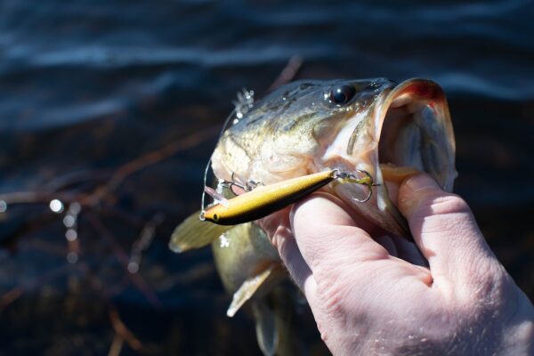 Largemouth bass fish being held by man's hand