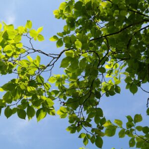 green leaves of American Elm tree with blue sky