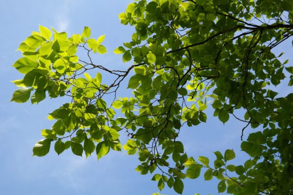 green leaves of American Elm tree with blue sky