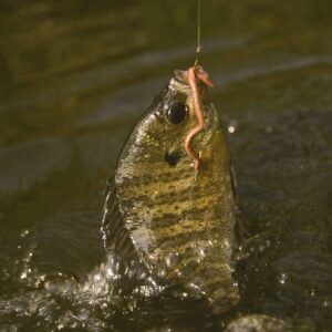 Bluegill on a fish hook at surface of water