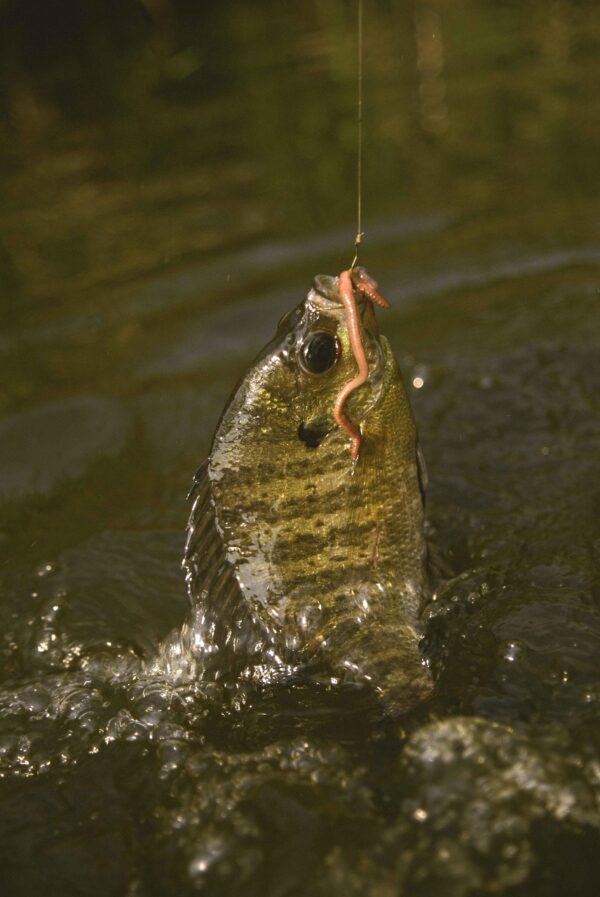 Bluegill on a fish hook at surface of water