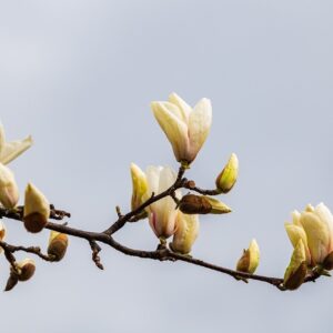 white creamy small blooms of the cucumber magnolia tree