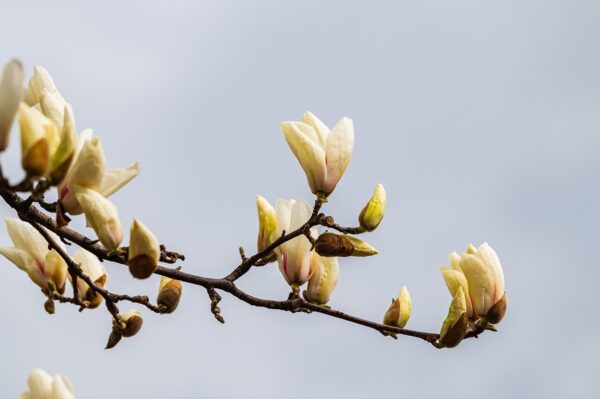 white creamy small blooms of the cucumber magnolia tree