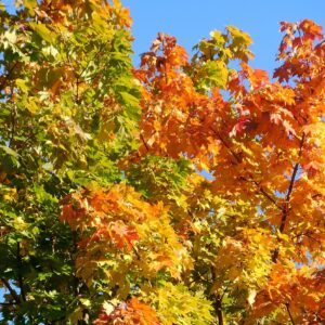 orange, yellow and light green maple leaves atop of a tree