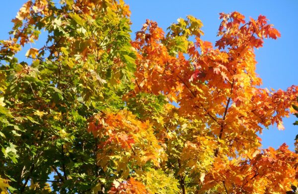 orange, yellow and light green maple leaves atop of a tree