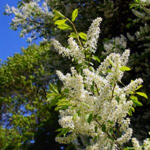 white-bottle brush blooms on the ends of a hackberry tree branch