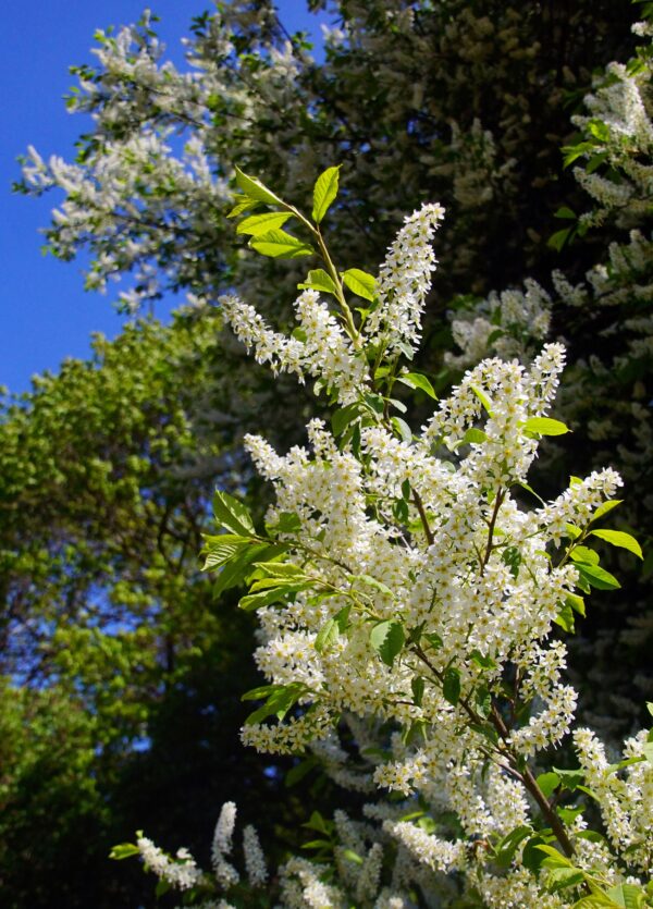 white-bottle brush blooms on the ends of a hackberry tree branch