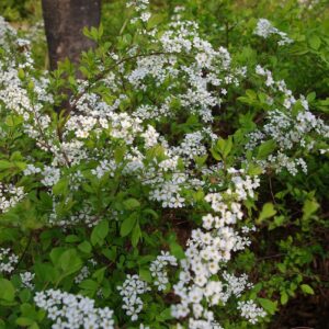 dainty white flowers scattered through the green meadowsweet bush