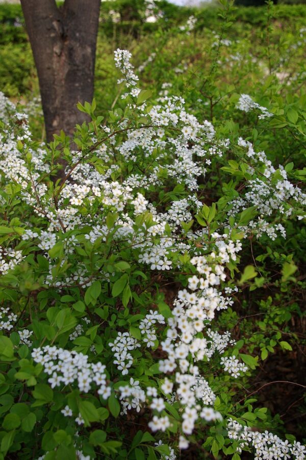 dainty white flowers scattered through the green meadowsweet bush