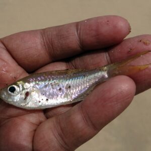 small fish minnow in man's hand