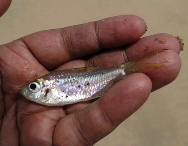 small fish minnow in man's hand