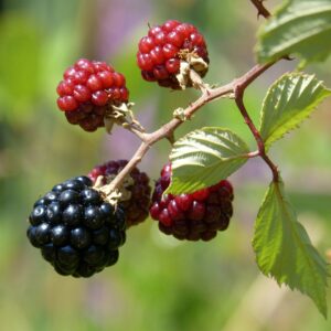 black and red berries on a long bramble stem