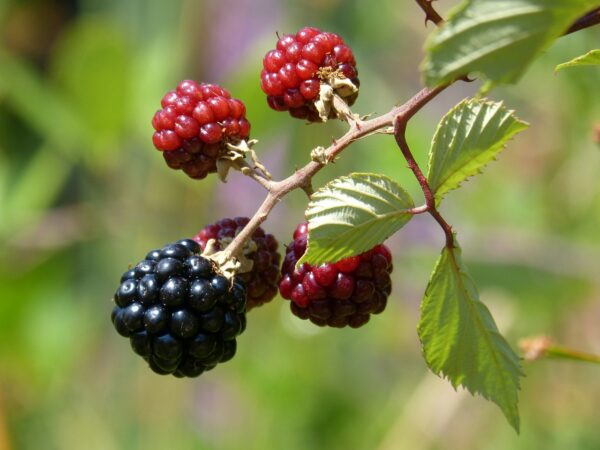 black and red berries on a long bramble stem