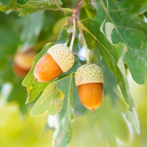 brown acorns with light green caps attached to a branch of swamp oak