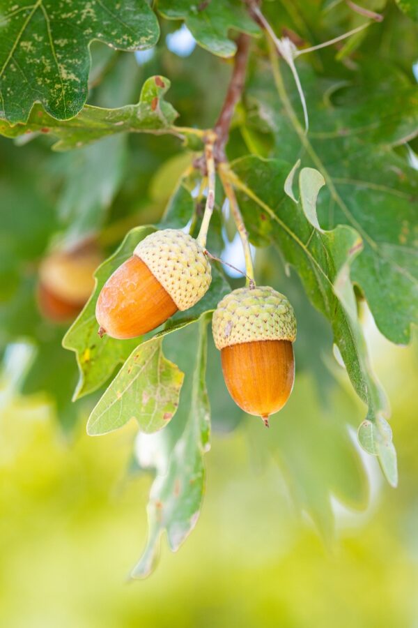 brown acorns with light green caps attached to a branch of swamp oak