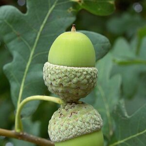 two green acorns attached to green oak leaves