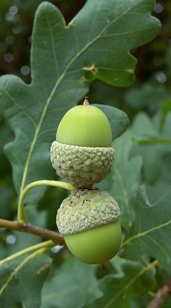 two green acorns attached to green oak leaves