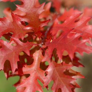 red oak leaves