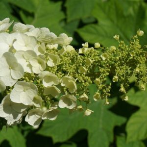 slightly pointed, large creamy white clustered flowers of the hydrangea