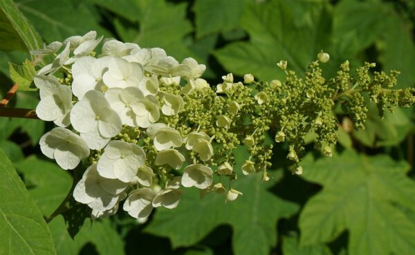 slightly pointed, large creamy white clustered flowers of the hydrangea