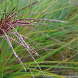 red- maroon grass seed heads on top of long green blades of grass