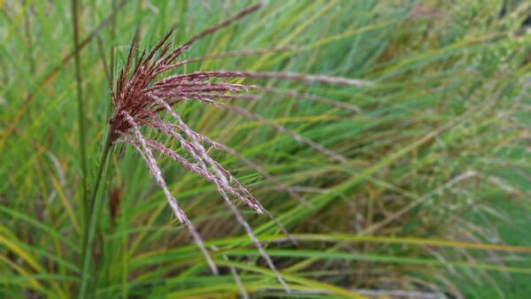 red- maroon grass seed heads on top of long green blades of grass