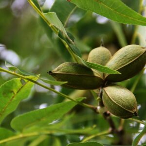 5 pecan nuts in hulls on branch