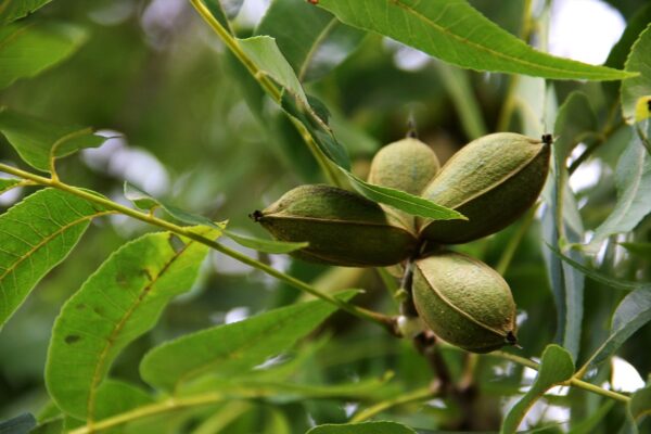 5 pecan nuts in hulls on branch