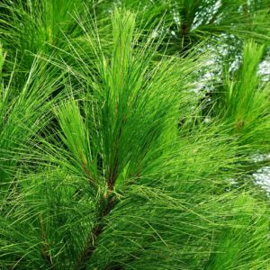 long evergreen needles on a branch of the white pine