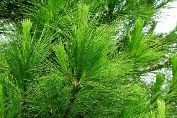 long evergreen needles on a branch of the white pine