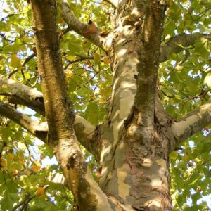 variegated tree trunk in shade of sycamore tree