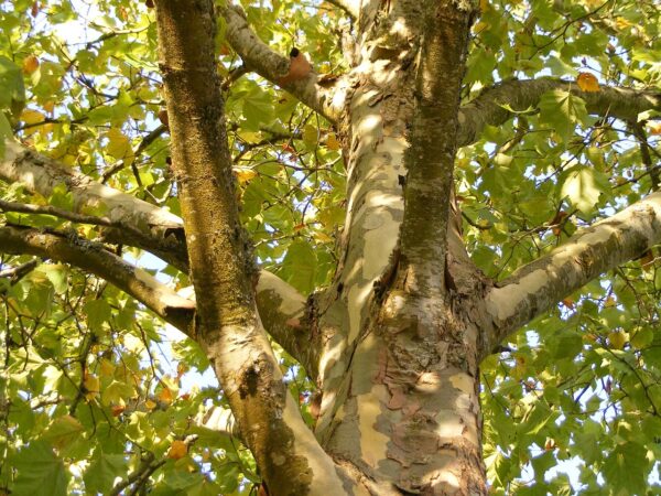 variegated tree trunk in shade of sycamore tree