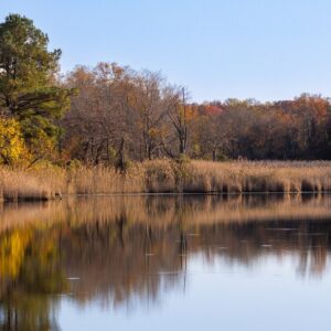 serene pond scape with trees and a meadow