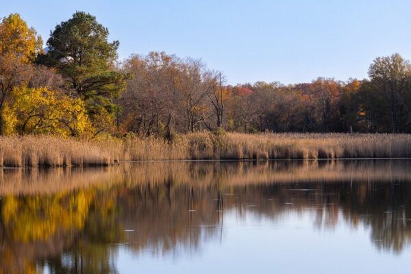 serene pond scape with trees and a meadow