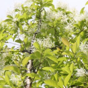 white wispy spidery looking blooms on the tree of a white fringe tree