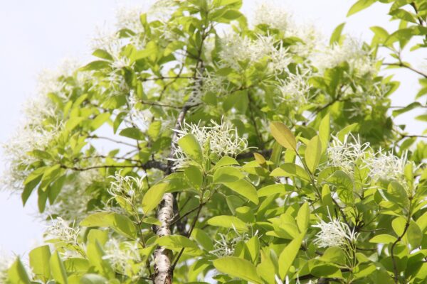 white wispy spidery looking blooms on the tree of a white fringe tree