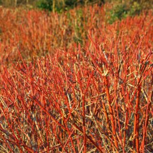 multiple reddish orange branch stems without leaves