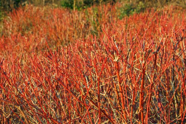 multiple reddish orange branch stems without leaves