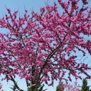 pinkish purple blooms all over a redbud tree in spring