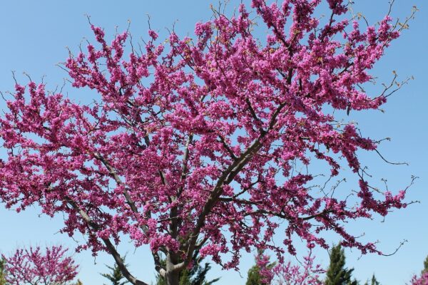 pinkish purple blooms all over a redbud tree in spring