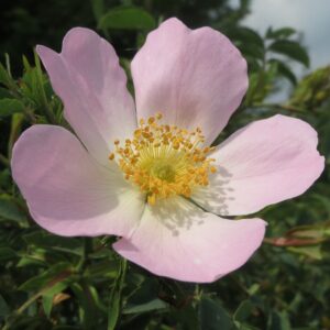 five petal pink rose with yellow center in the sunshine