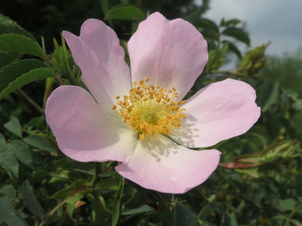 five petal pink rose with yellow center in the sunshine