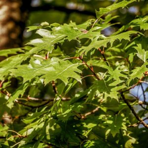 green pointy leaves of a black oak