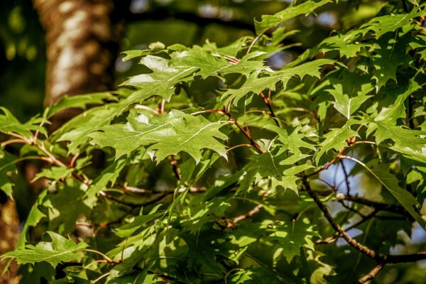 green pointy leaves of a black oak