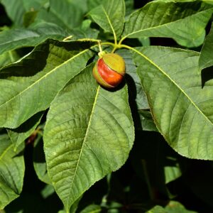 seed of buckeye tree on 5 leaf cluster branch