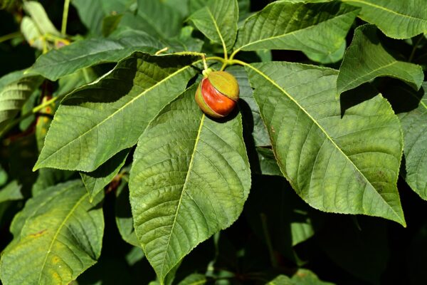 seed of buckeye tree on 5 leaf cluster branch